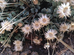 Ericameria cuneata macrocephala