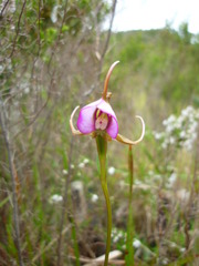 Disperis capensis capensis