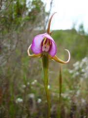 Disperis capensis capensis