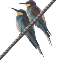 Merops apiaster