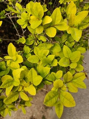 Ligustrum × vicaryi