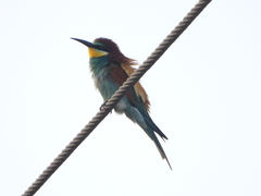 Merops apiaster