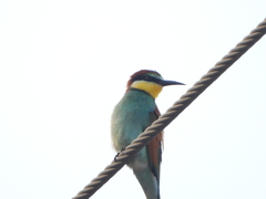 Merops apiaster