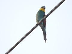 Merops apiaster