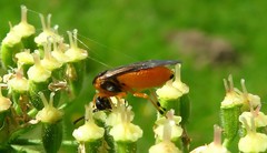 Athalia cordata