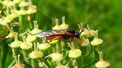 Athalia cordata