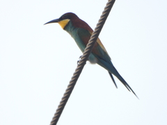 Merops apiaster