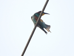 Merops apiaster