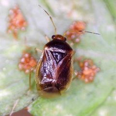 Monalocoris filicis