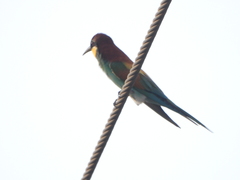 Merops apiaster