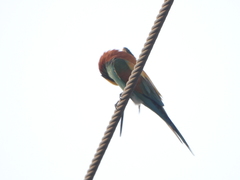 Merops apiaster