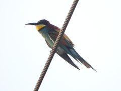 Merops apiaster