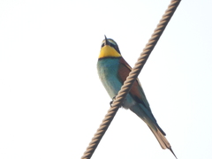 Merops apiaster