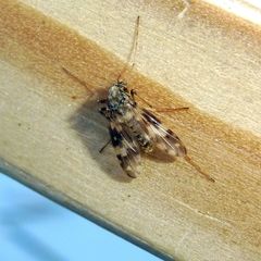 Psectrotanypus varius