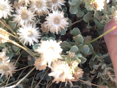 Ericameria cuneata macrocephala