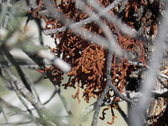 Arceuthobium campylopodum