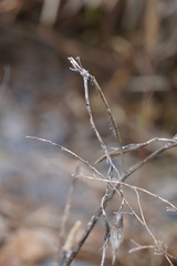 Vincetoxicum nigrum