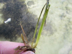 Zostera muelleri