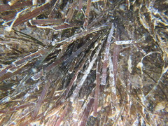 Zostera muelleri