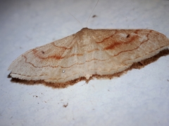 Idaea rubraria