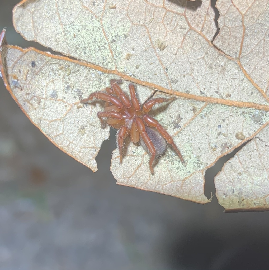 Myrmekiaphila minuta