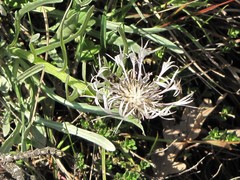 Centaurea napulifera napulifera