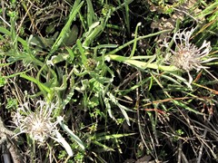 Centaurea napulifera napulifera