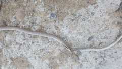 Platyceps rhodorachis