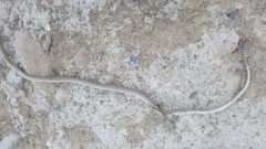 Platyceps rhodorachis