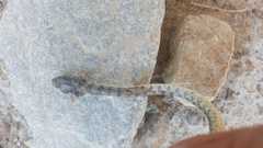 Platyceps rhodorachis