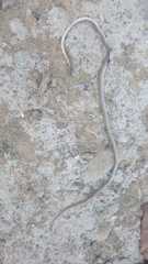 Platyceps rhodorachis