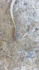 Platyceps rhodorachis