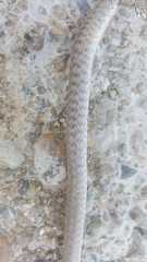 Platyceps rhodorachis