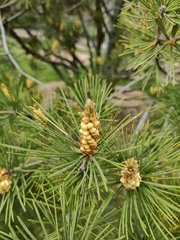 Pinus bungeana