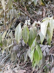 Cinnamomum yabunikkei