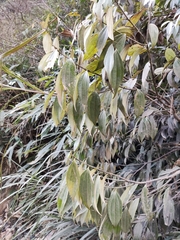 Cinnamomum yabunikkei