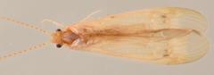 Amphipsyche senegalensis