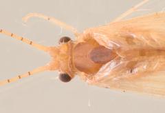 Amphipsyche senegalensis