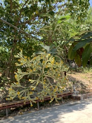 Blumea balsamifera