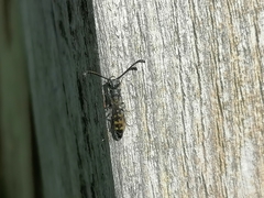 Monosapyga clavicornis