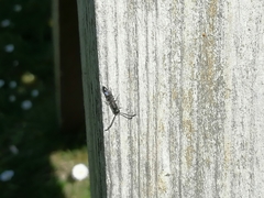 Monosapyga clavicornis