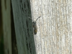 Monosapyga clavicornis