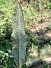 Blumea balsamifera