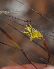 Moraea inconspicua