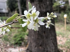 Amelanchier stolonifera