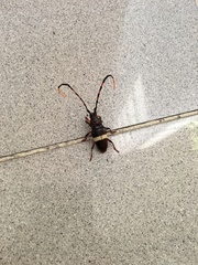 Trachyderes succinctus