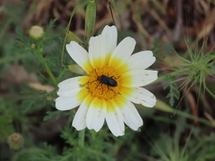 Heliotaurus ruficollis