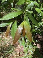Beilschmiedia elliptica