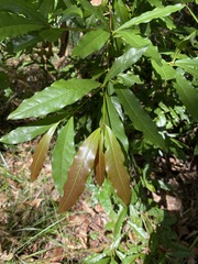 Beilschmiedia elliptica