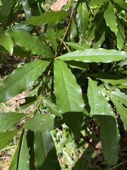 Beilschmiedia elliptica